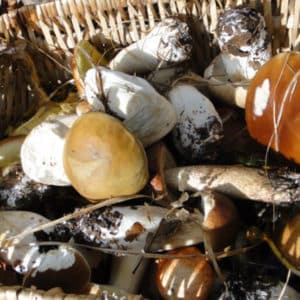 Champignons du Gâvre à cueillir en famille