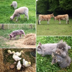 Nantes Les Dimanches A La Ferme D Eveil De La Chantrerie Rdvludique