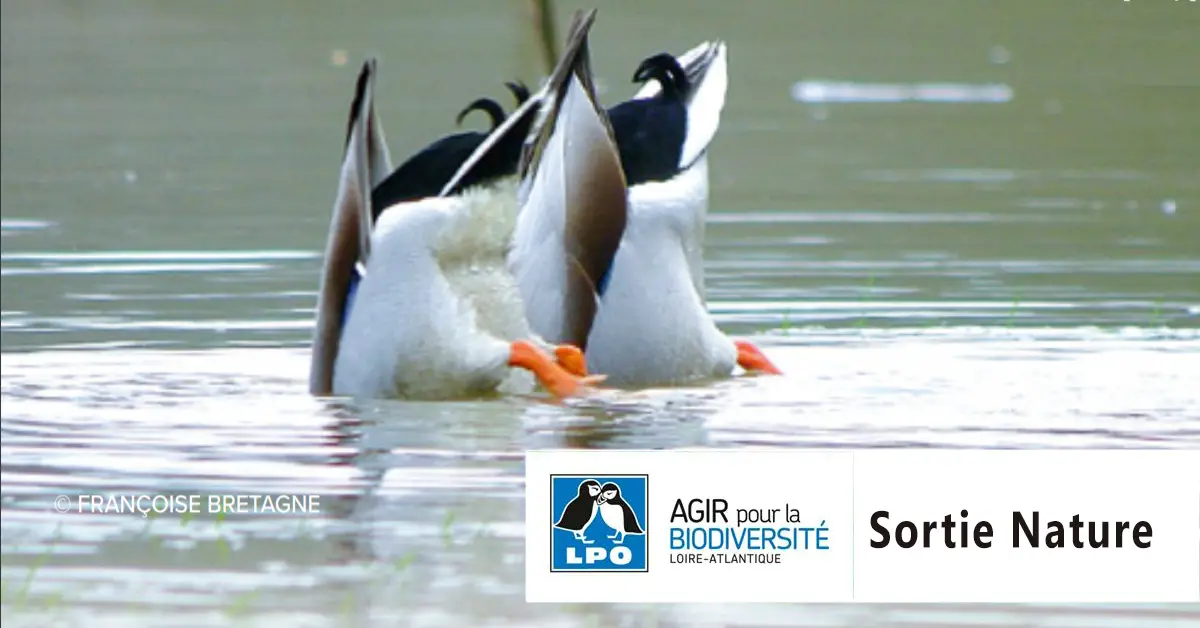 canard nature loire-Atlantique