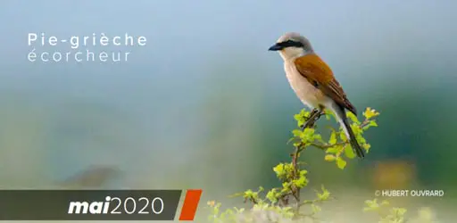 44 sortie nature LPO oiseau