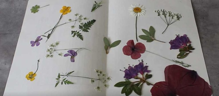 Comment Faire Un Garde Page Avec Des Fleurs Séchées Petit bricolage avec des fleurs séchées // Activité déco & création
