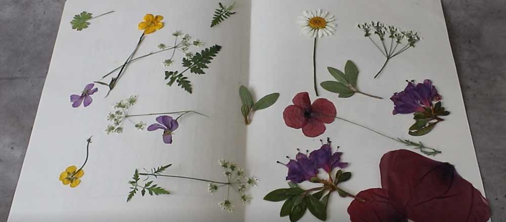 10x pressé véritable fleurs séchées Feuilles pour À faire soi-même Floral Arts Artisanat Fabrication Carte