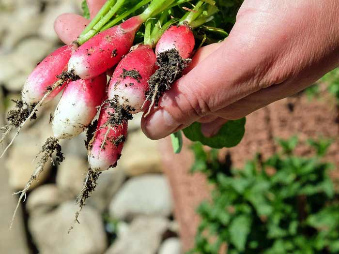 radis - jardinage - potager - cultiver facilement chez soi des légumes