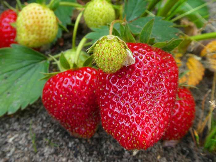 fraises - cultiver des fraises dans son jardin ou balcon conseil astuces