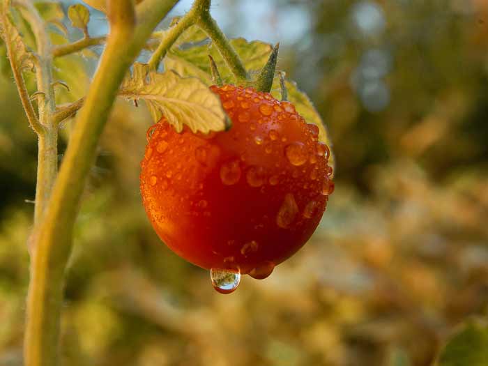 tomate humide
