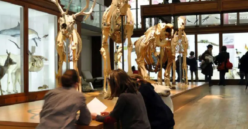 atelier enfant musum histoire naturelle nantes 2021