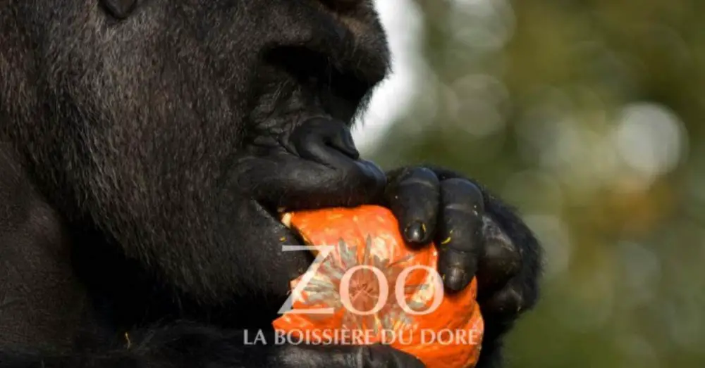 Zoo Boissière Halloween