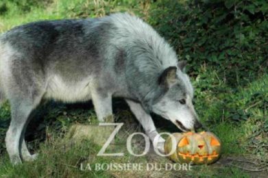 Zoo Boissière Halloween