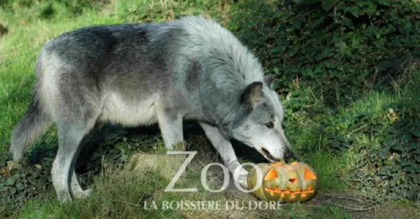 Zoo Boissière Halloween