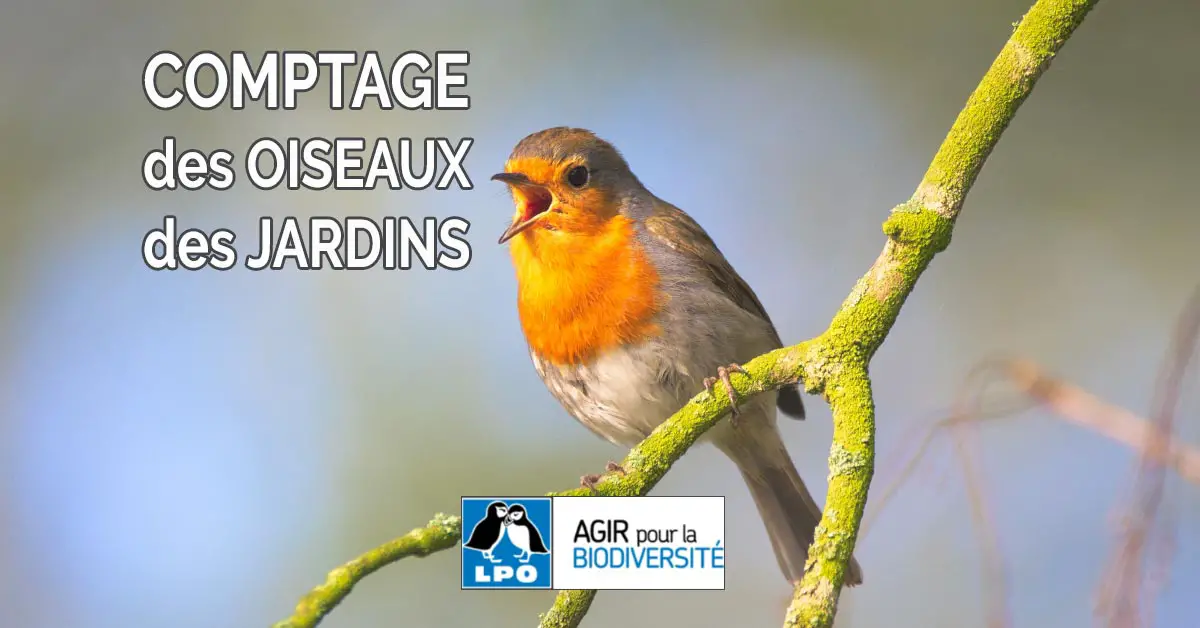 Comptez les oiseaux des jardins ce week-end // Comptage annuel & national