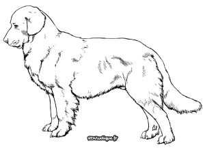 coloriage chien dessin à colorier - labrador