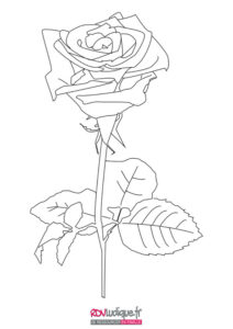 Coloriage fleur; rose