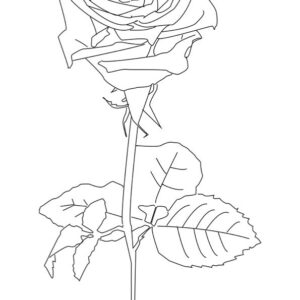 Coloriage fleur 4 Rose