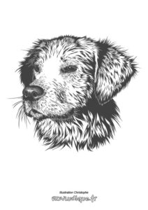 coloriage dessin chien - tête d'un adorable chiot dessiné au crayon à colorier