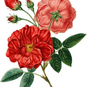 dessin rose colorié